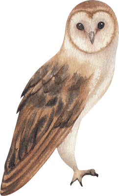 Watercolor Owl Bird