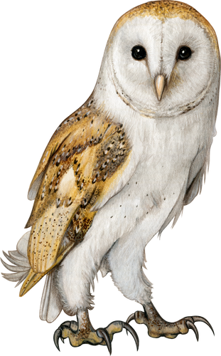 Barn owl