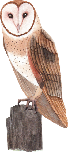 Owl Bird Watercolor