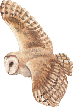 Watercolor Brown Owl