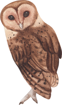 Watercolor Owl Bird