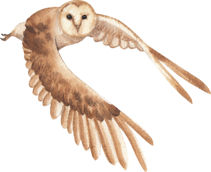 Watercolor Owl Illustration